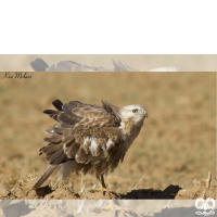 گونه سارگپه پا بلند Long-legged Buzzard